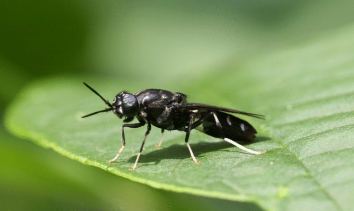 ¿Por qué deberías comer larvas de mosca negra? – No, en serio